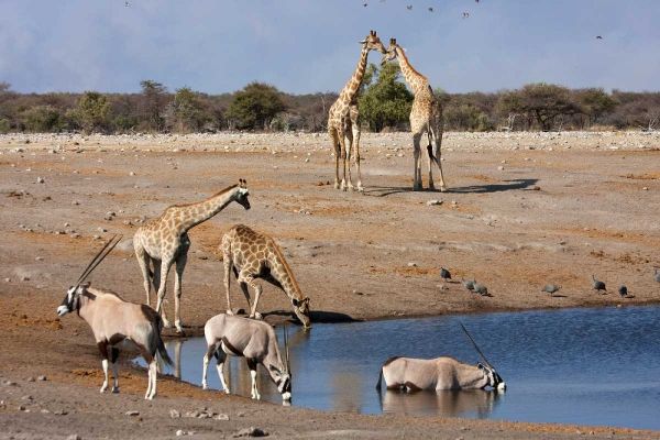 Namibia, Etosha NP Oryx and giraffe at Chudop